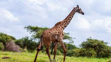 Kenya Tour Packages
